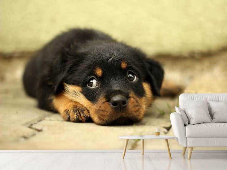 Fotótapéták Sweet Rottweiler puppy