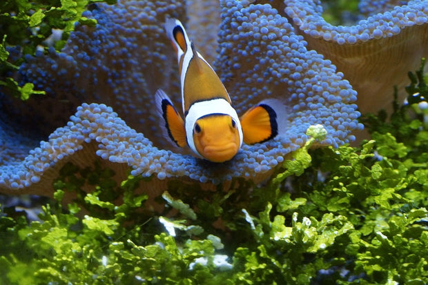 Fotótapéták Cute clownfish