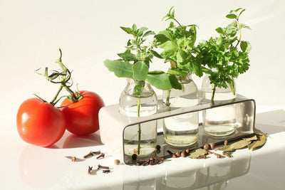 Fotótapéták Tomatoes and herbs