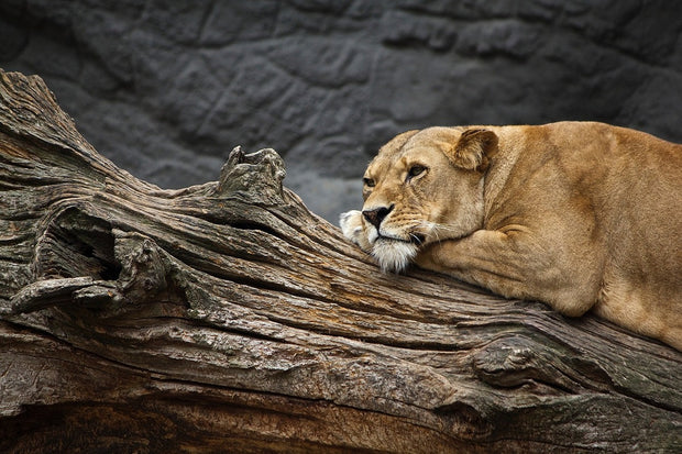 Fotótapéták Dreaming lioness