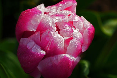 Fotótapéták Tulip with morning dew in XL