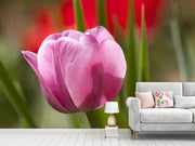 Fotótapéták Tulip pretty in pink