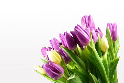 Fotótapéták Tulips in XL