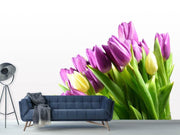 Fotótapéták Tulips in XL