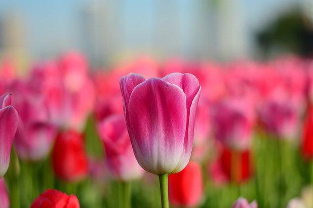 Fotótapéták Tulip field in pink-red