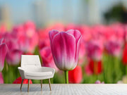 Fotótapéták Tulip field in pink-red