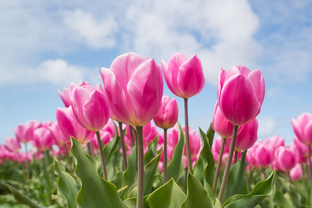Fotótapéták Tulip field in pink
