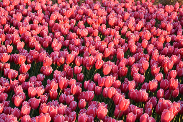 Fotótapéták Lush tulip field