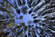 Fotótapéták Under high treetops