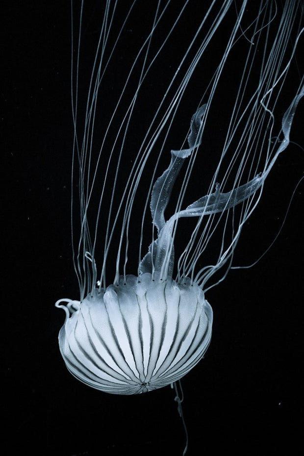 Fotótapéták Beware jellyfish