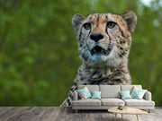 Fotótapéták Watchful cheetah