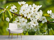 Fotótapéták White flowers in XL