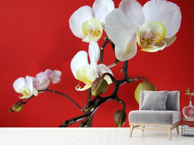 Fotótapéták White orchids on red wall