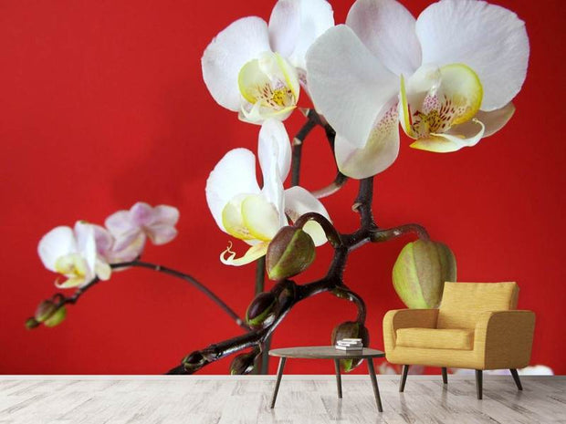 Fotótapéták White orchids on red wall