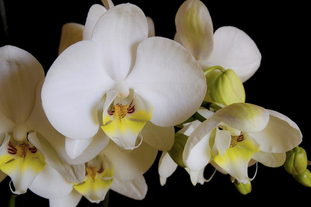 Fotótapéták White orchids in bloom