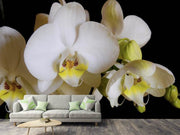Fotótapéták White orchids in bloom