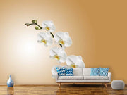 Fotótapéták White orchids XL