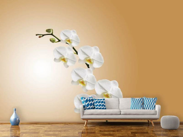 Fotótapéták White orchids XL