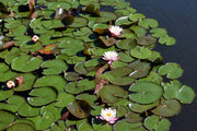 Fotótapéták White water lilies in the pond