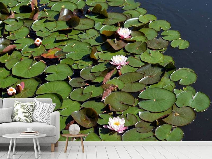 Fotótapéták White water lilies in the pond