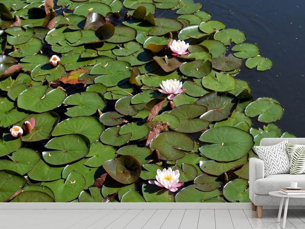 Fotótapéták White water lilies in the pond