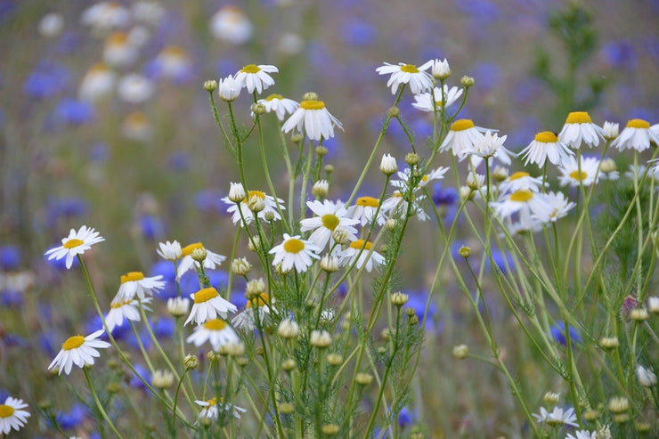 Fotótapéták Wild flower meadow