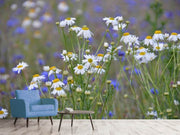 Fotótapéták Wild flower meadow