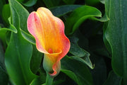 Fotótapéták Wild Calla