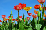 Fotótapéták Wild tulips