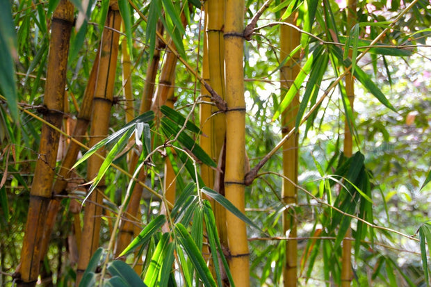 Fotótapéták Wild bamboo