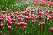 Fotótapéták Wild tulip field