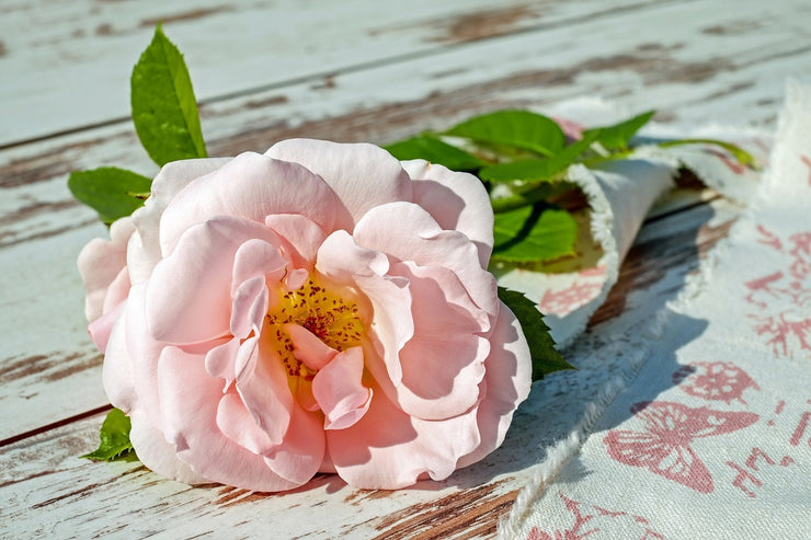 Fotótapéták Wild rose in pink