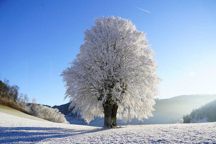 Fotótapéták Winter fairy tale