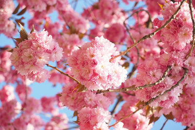 Fotótapéták Beautiful cherry blossoms