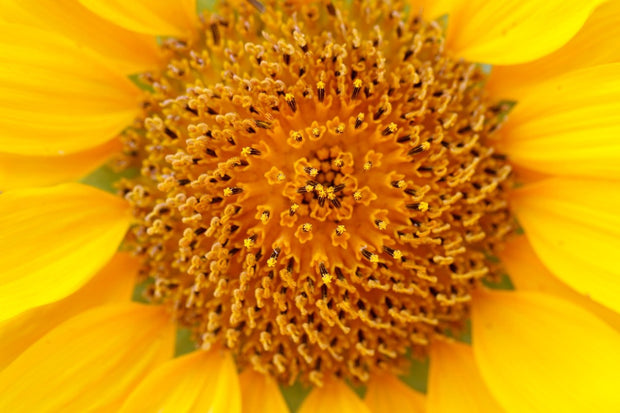 Fotótapéták Beautiful buds of the sunflower