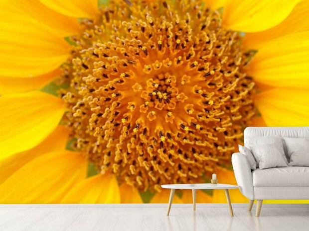Fotótapéták Beautiful buds of the sunflower