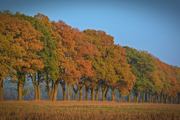 Fotótapéták Beautiful autumn