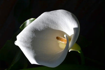 Fotótapéták Wonderful calla