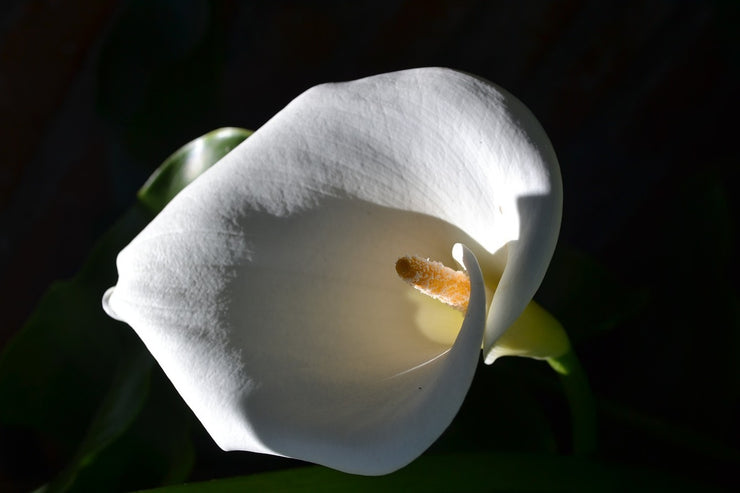 Fotótapéták Wonderful calla