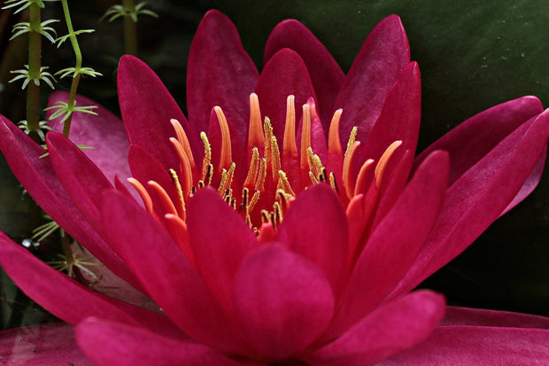 Fotótapéták Wonderful water lily