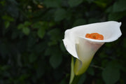 Fotótapéták XL Calla in white