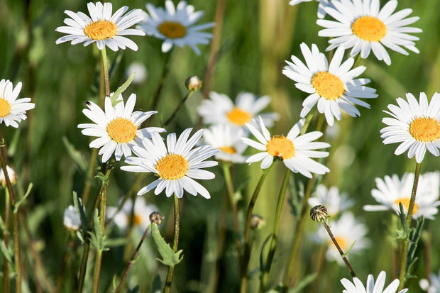 Fotótapéták XL daisies