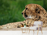 Fotótapéták XL cheetah