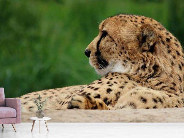 Fotótapéták XL cheetah