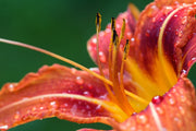 Fotótapéták XXL lily in orange