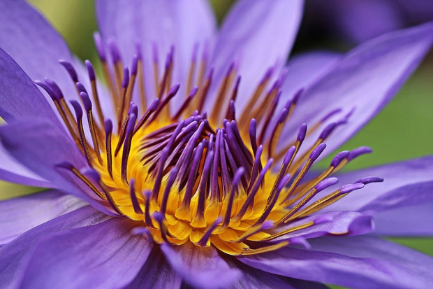 Fotótapéták XXL water lily in purple