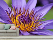 Fotótapéták XXL water lily in purple