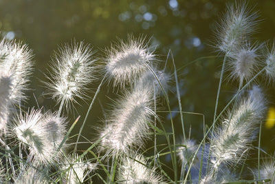 Fotótapéták Ornamental grasses in XL