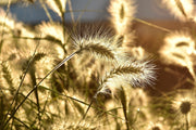 Fotótapéták Ornamental grass in the sunlight