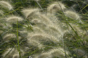 Fotótapéták Ornamental grass in the wind